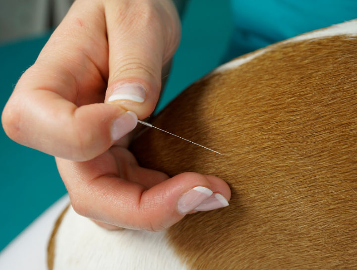 Acupuncture for Dogs & Cats, Veterinary Acupuncture