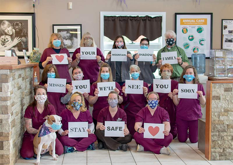 mountain shadow animal hospital