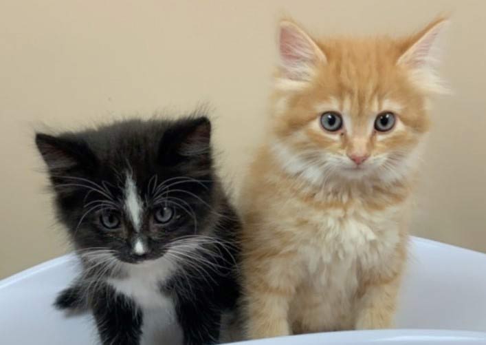 mountain shadow animal hospital