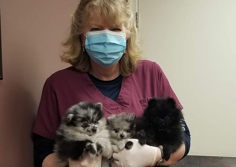 mountain shadow animal hospital