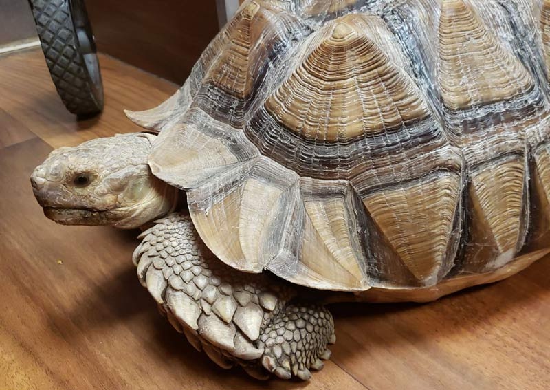 mountain shadow animal hospital